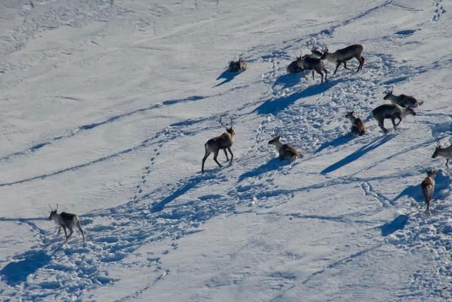 Arctic Circle Flight